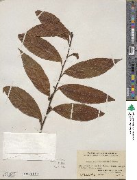 Maesa japonica image