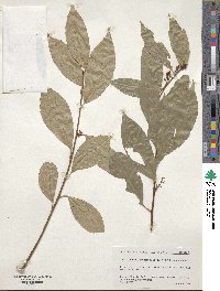 Maesa japonica image