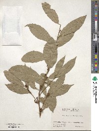 Maesa japonica image