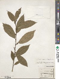 Maesa japonica image