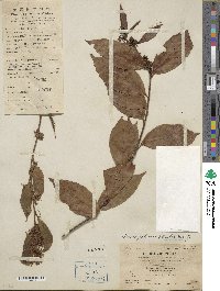 Maesa japonica image