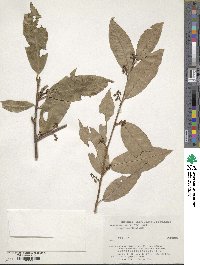 Maesa japonica image