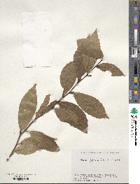 Maesa japonica image