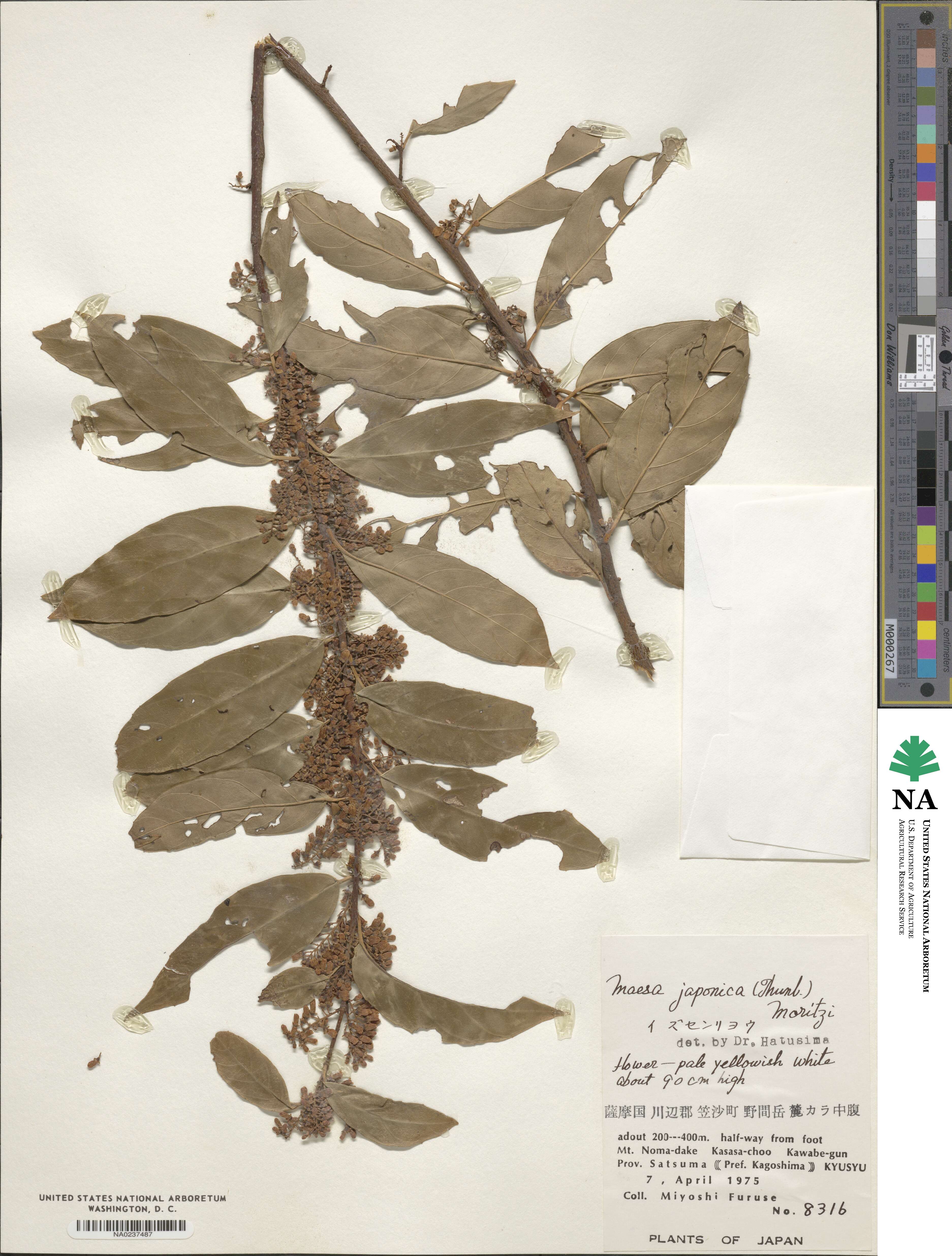 Maesa japonica image