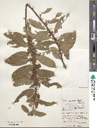 Maesa japonica image