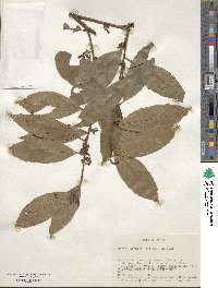 Maesa japonica image