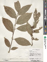 Maesa japonica image