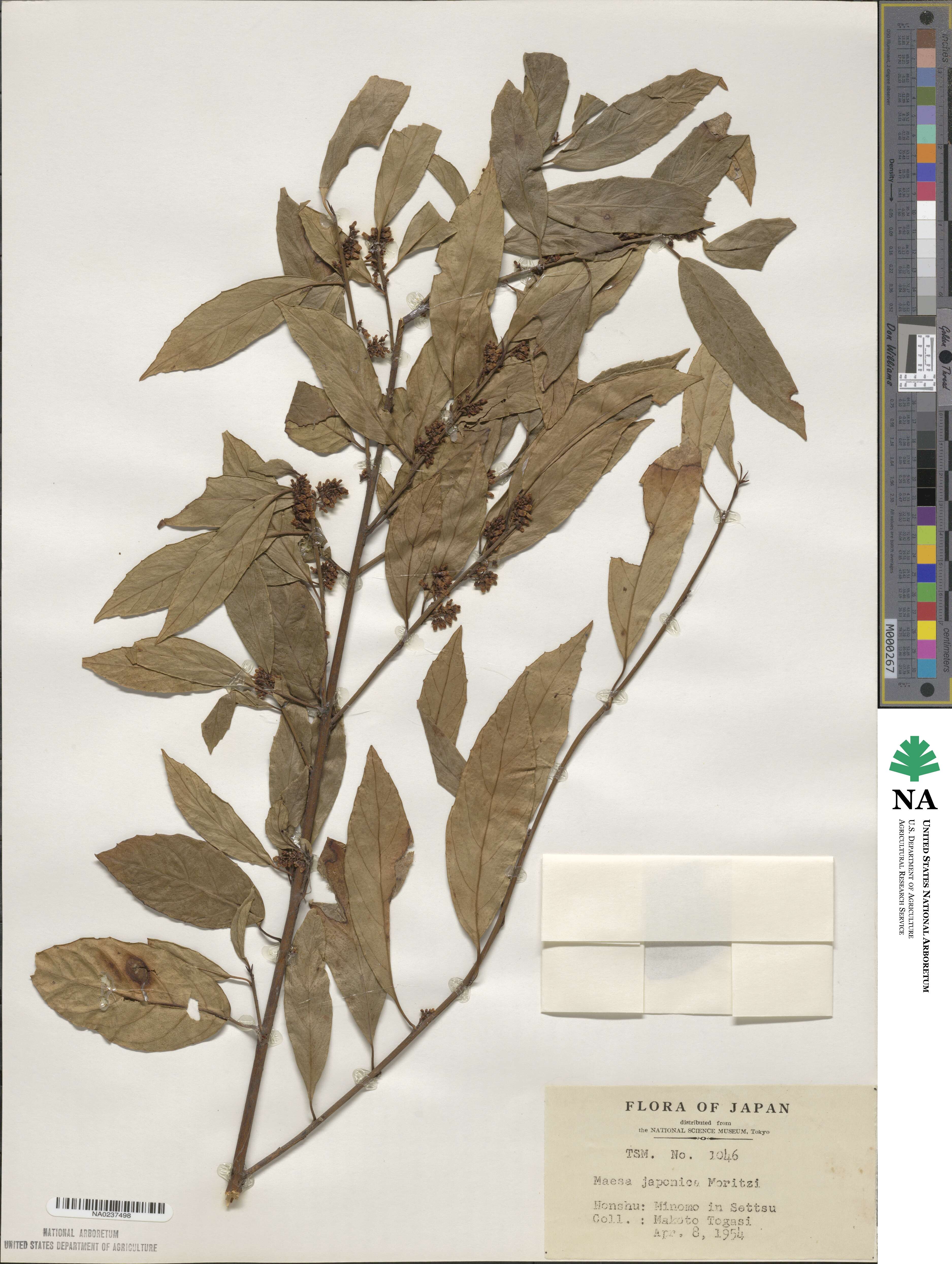 Maesa japonica image