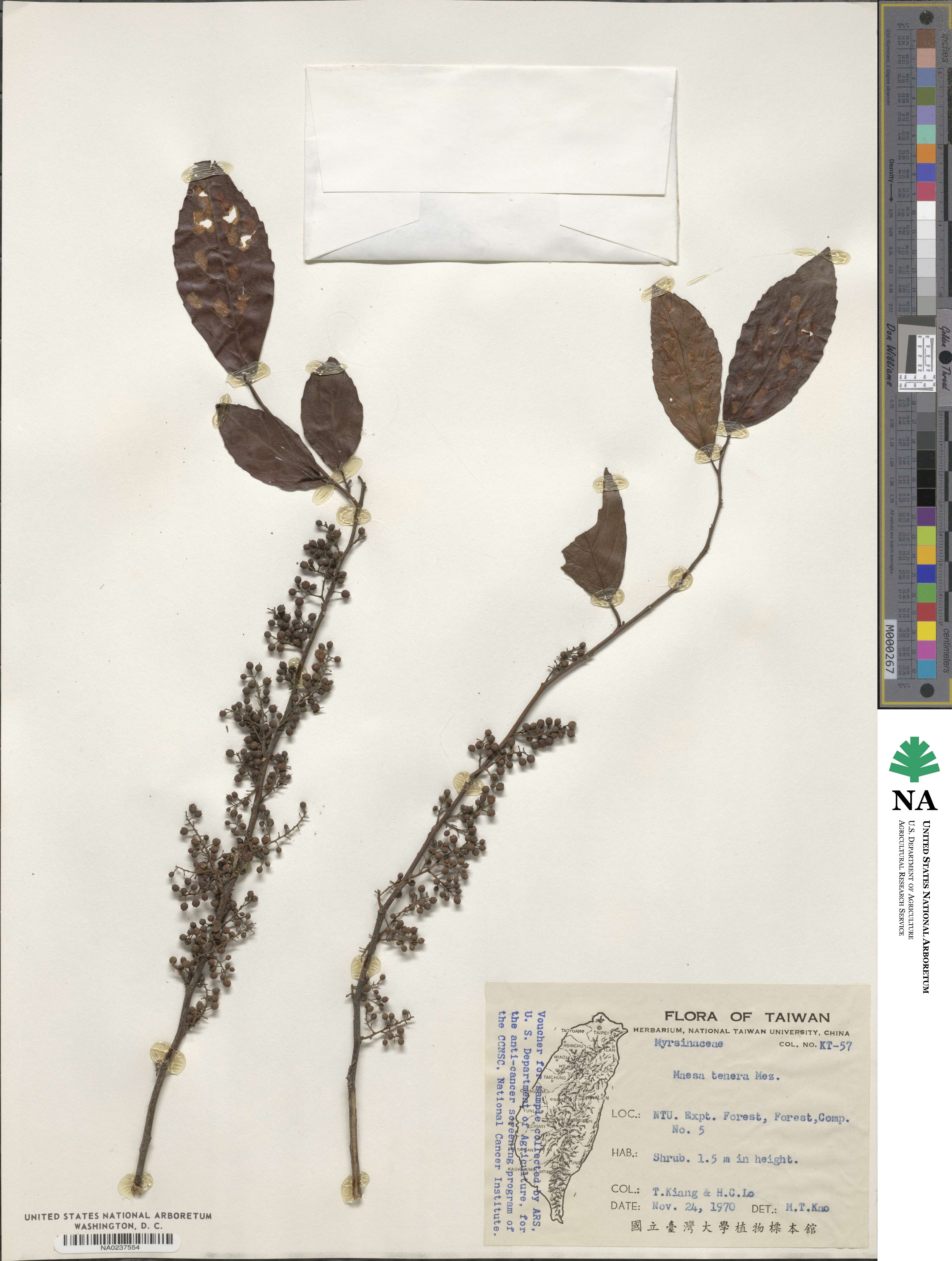 Maesa perlarius var. formosana image