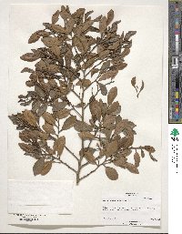 Maesa japonica image