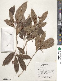 Ardisia crenata image