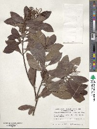 Ardisia escallonioides image