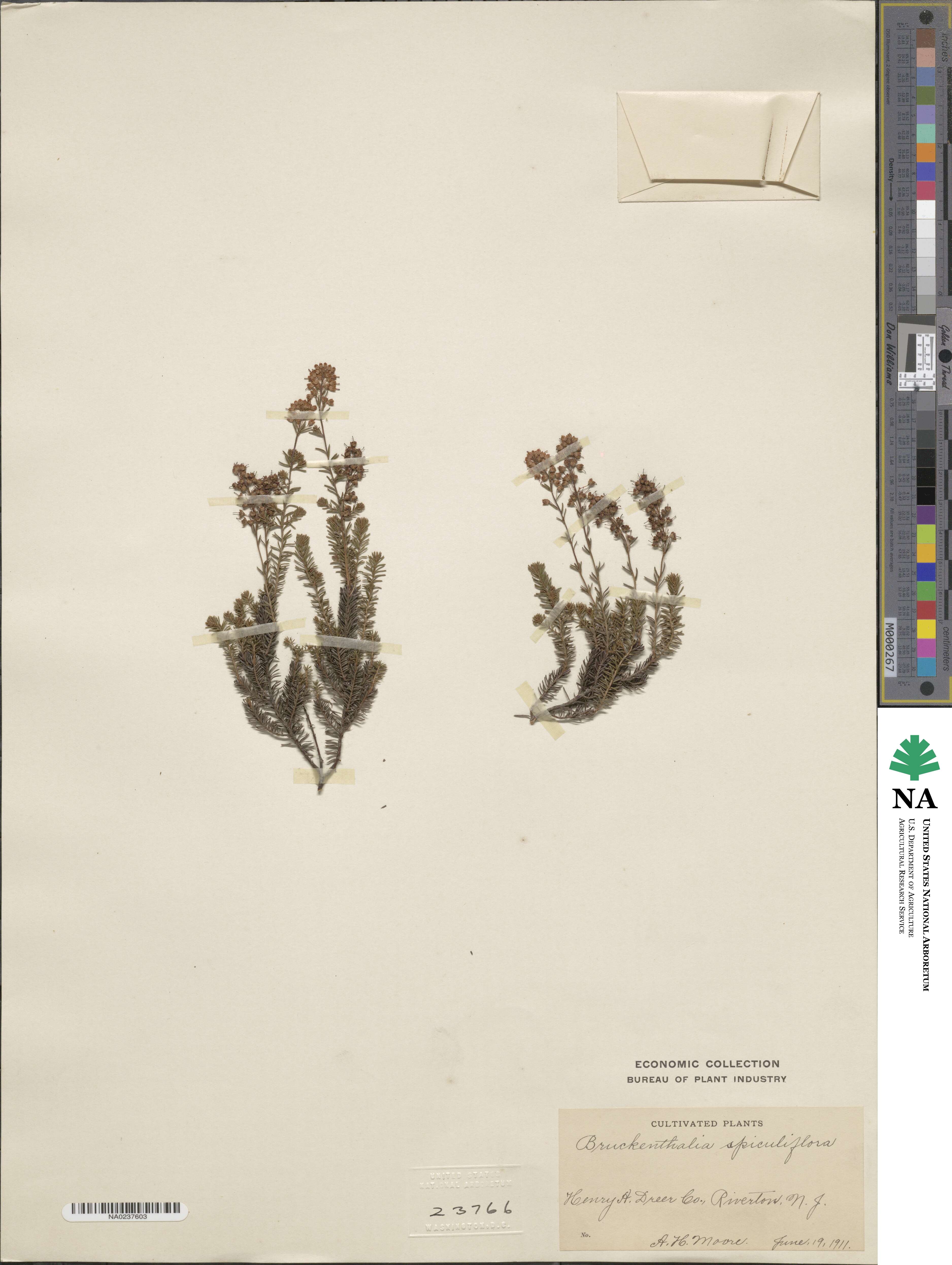 Erica spiculifolia image