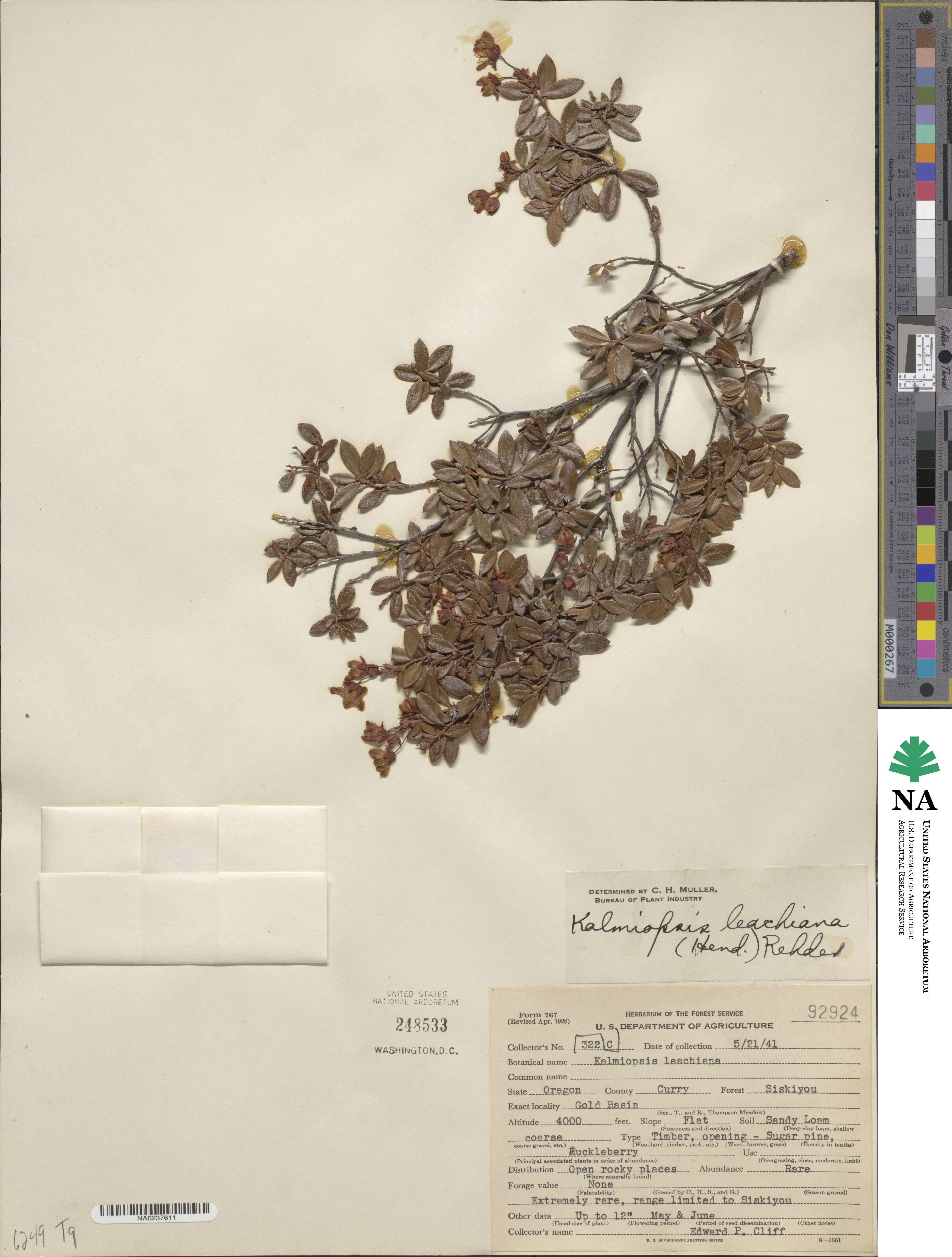 Kalmiopsis image