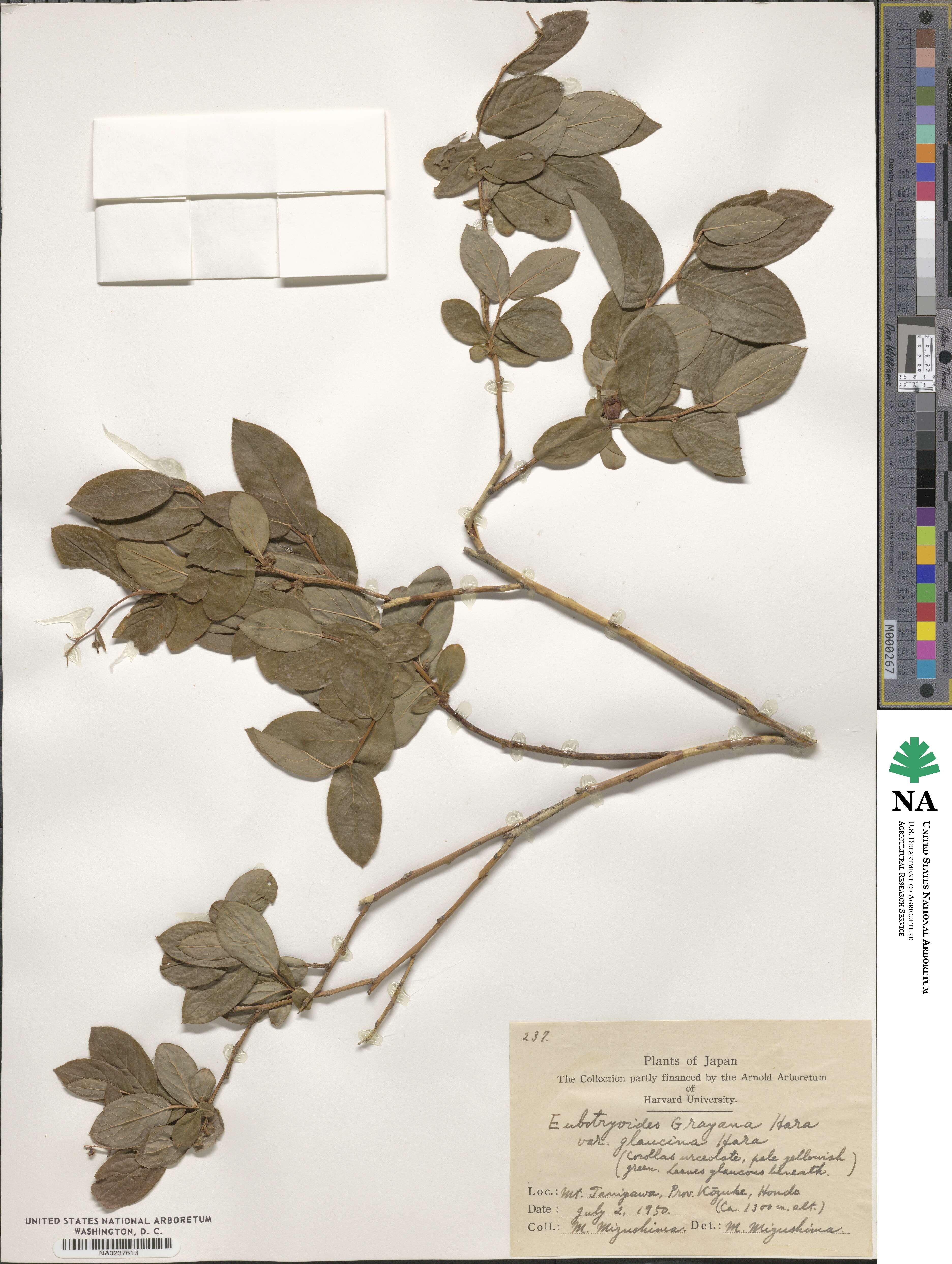 Leucothoe grayana image