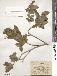 Leucothoe grayana image