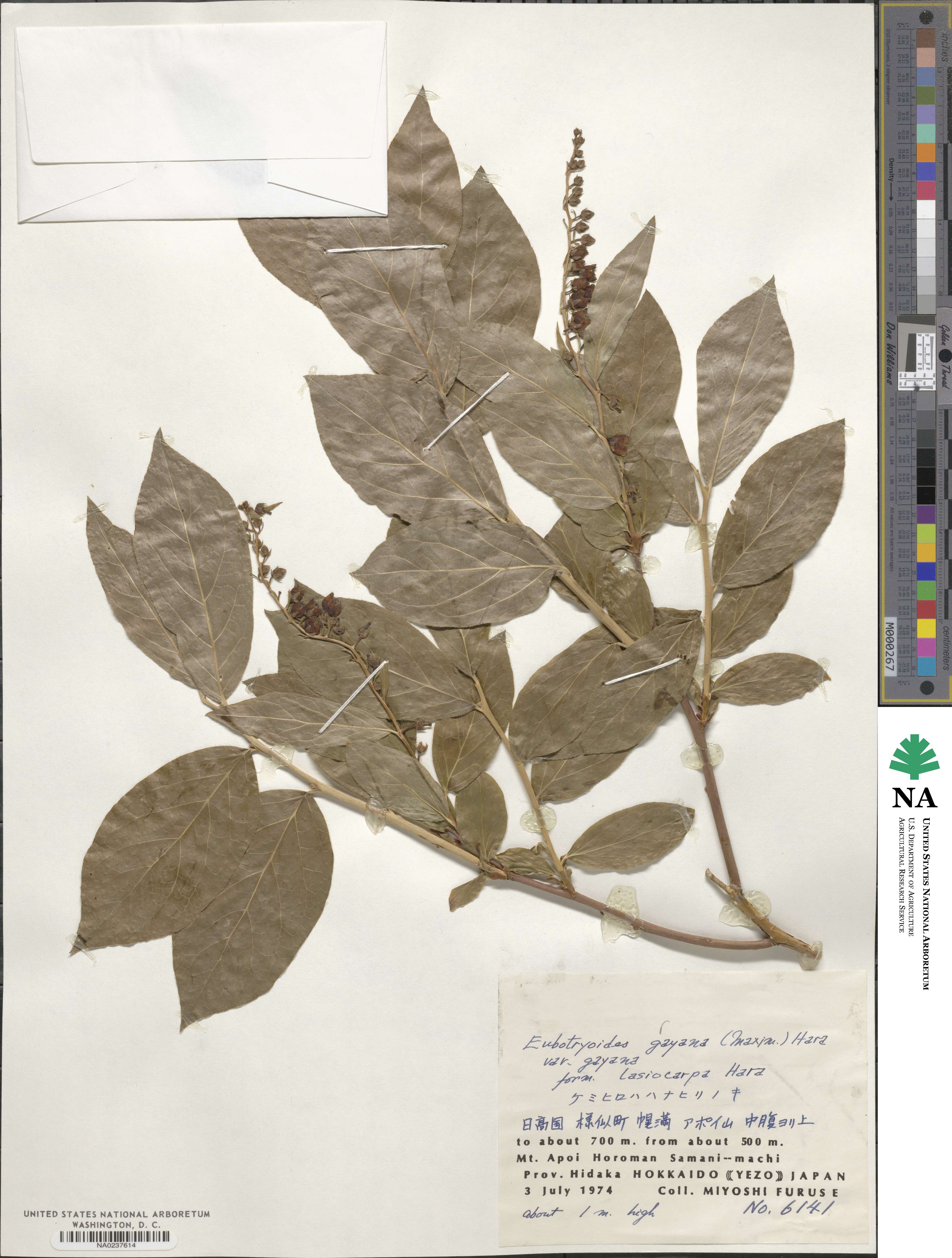 Leucothoe grayana image