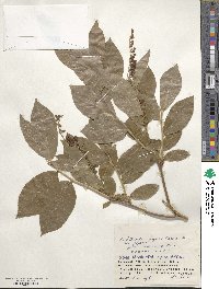 Leucothoe grayana image