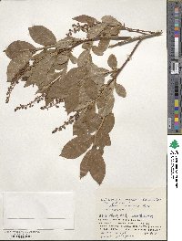 Leucothoe grayana image