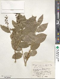 Leucothoe grayana image