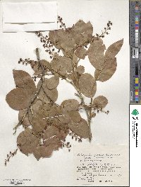 Leucothoe grayana image