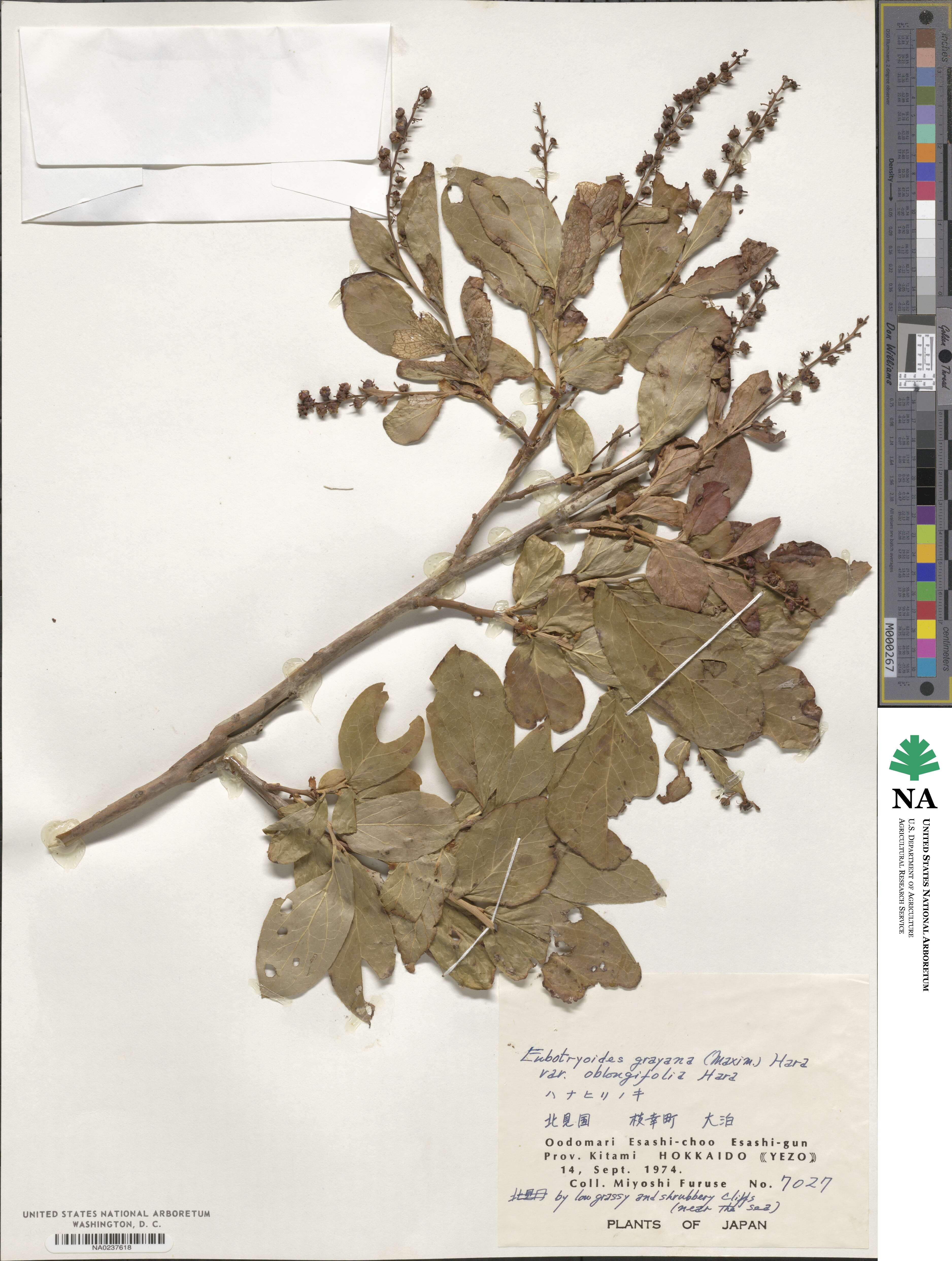 Leucothoe grayana image