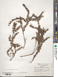 Lebetanthus myrsinites image