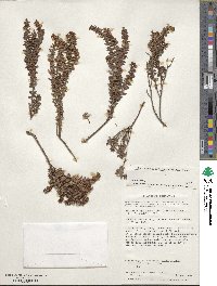 Lebetanthus myrsinites image