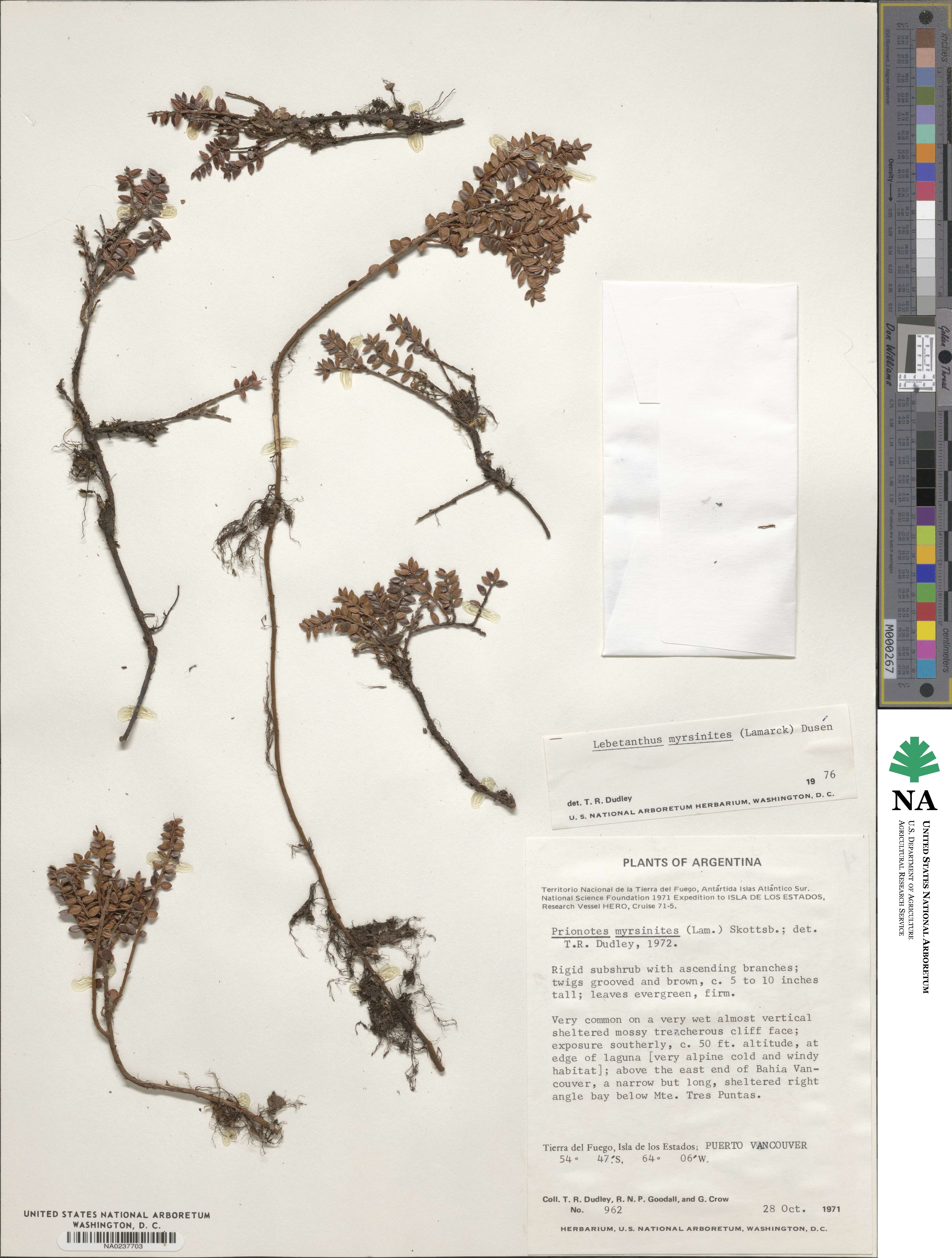 Lebetanthus myrsinites image