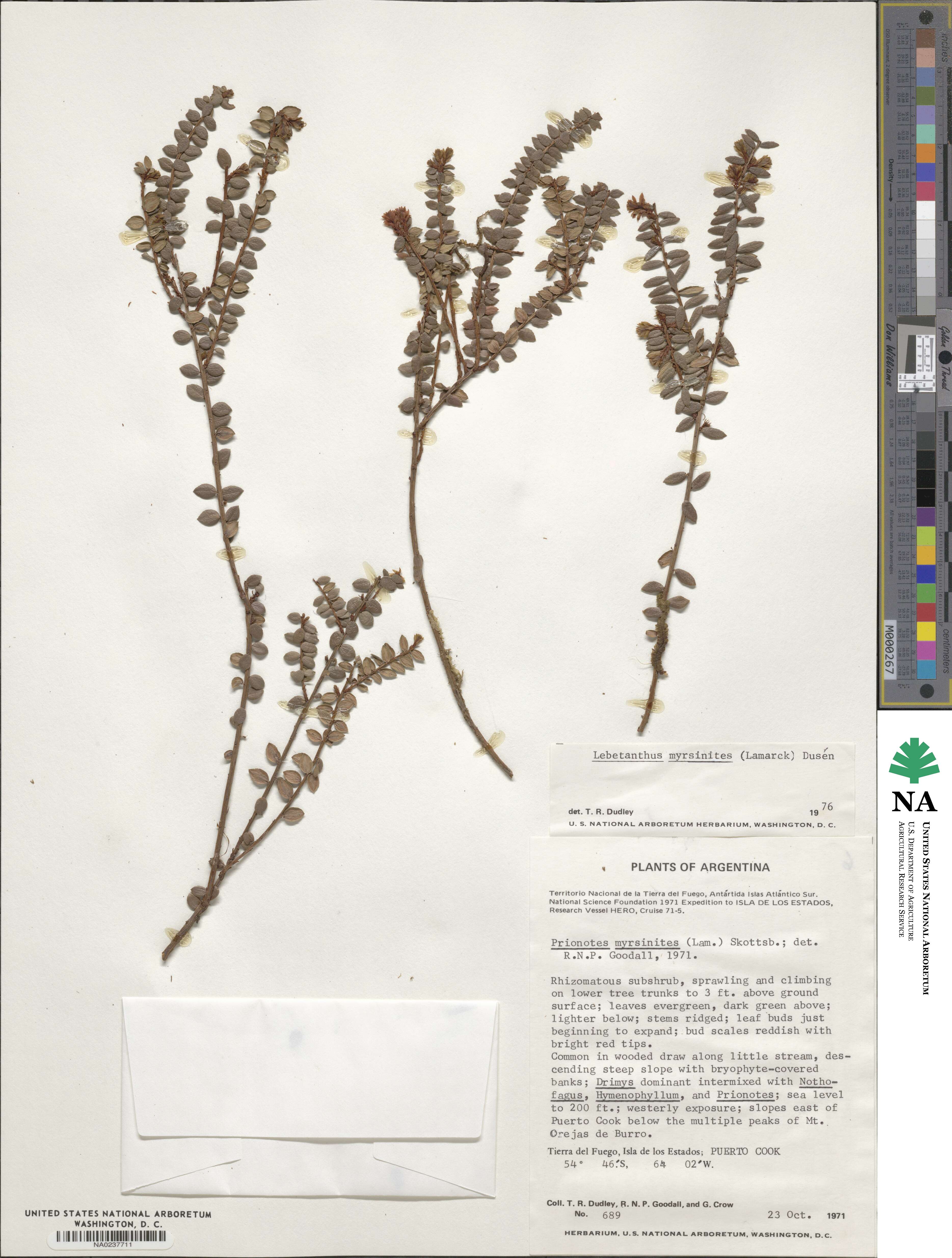 Lebetanthus myrsinites image