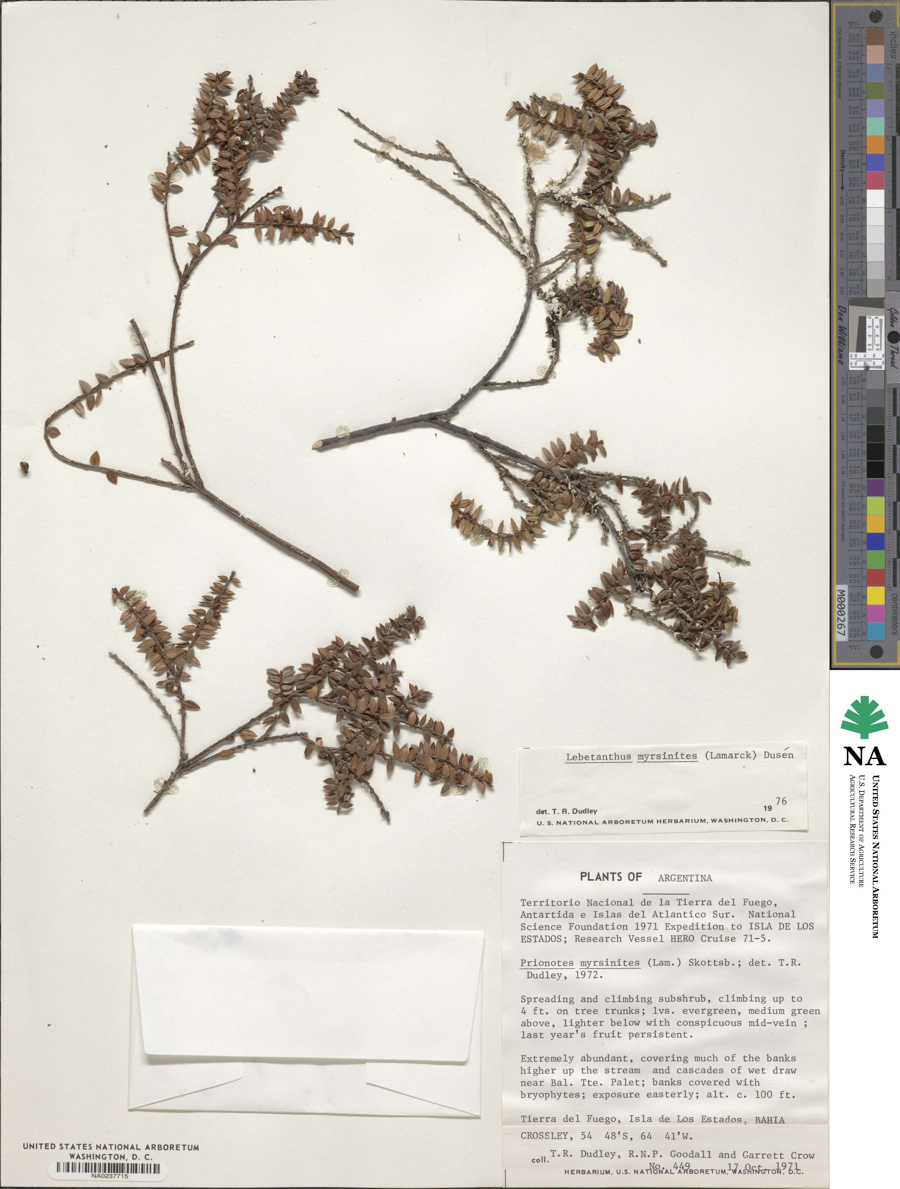 Lebetanthus image