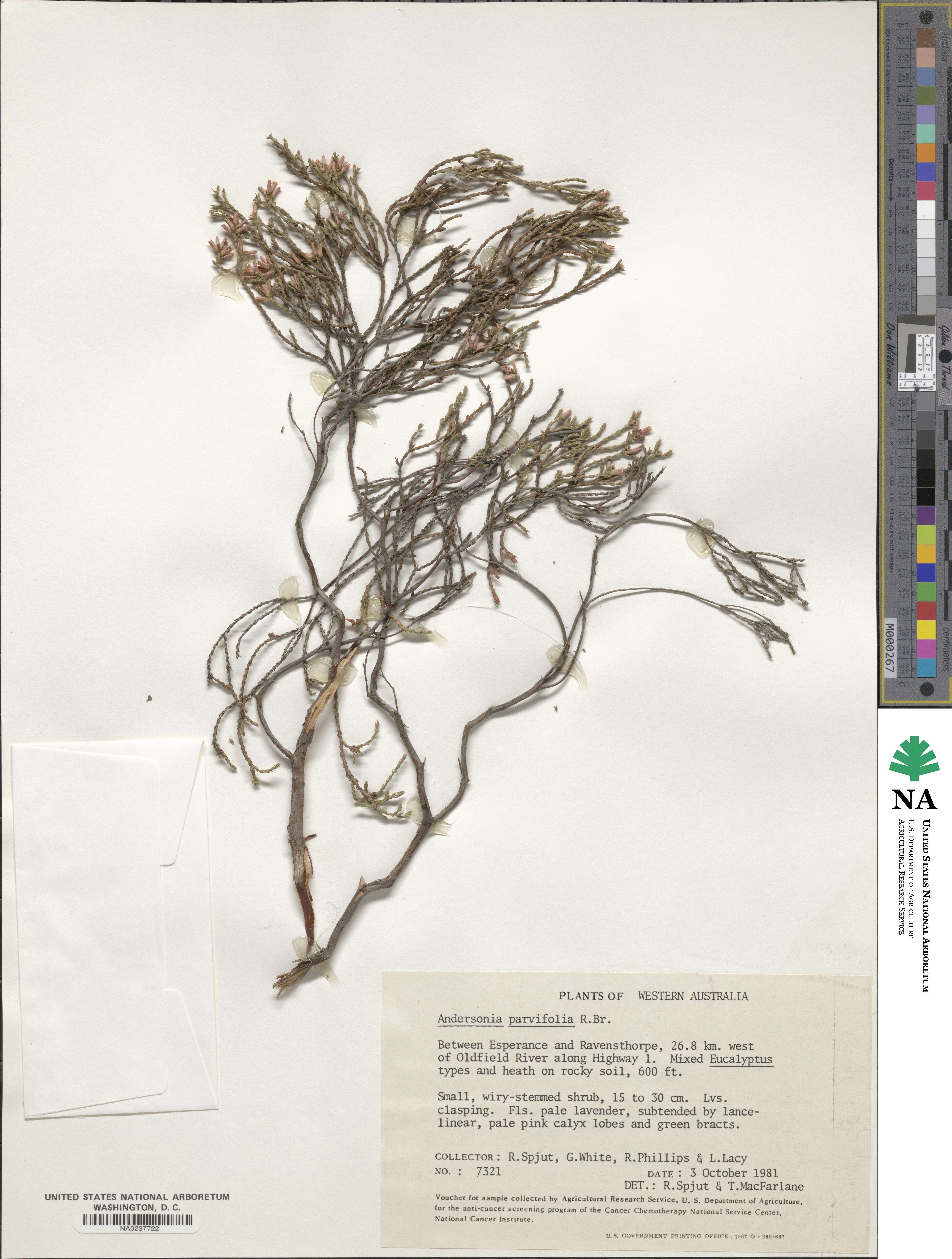 Andersonia parvifolia image