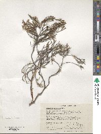 Image of Andersonia parvifolia