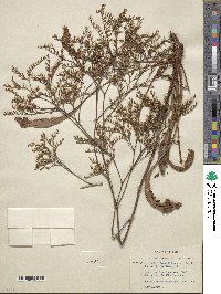 Limonium brasiliense image