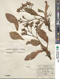 Limonium californicum image