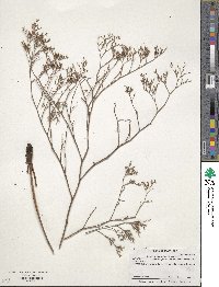 Limonium carolinianum image