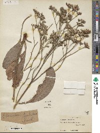 Limonium limbatum image