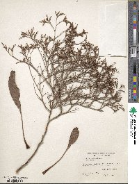 Limonium carolinianum image