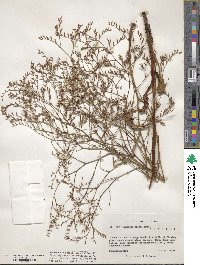 Limonium carolinianum image