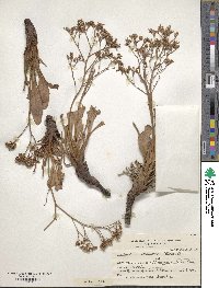 Limonium brasiliense image