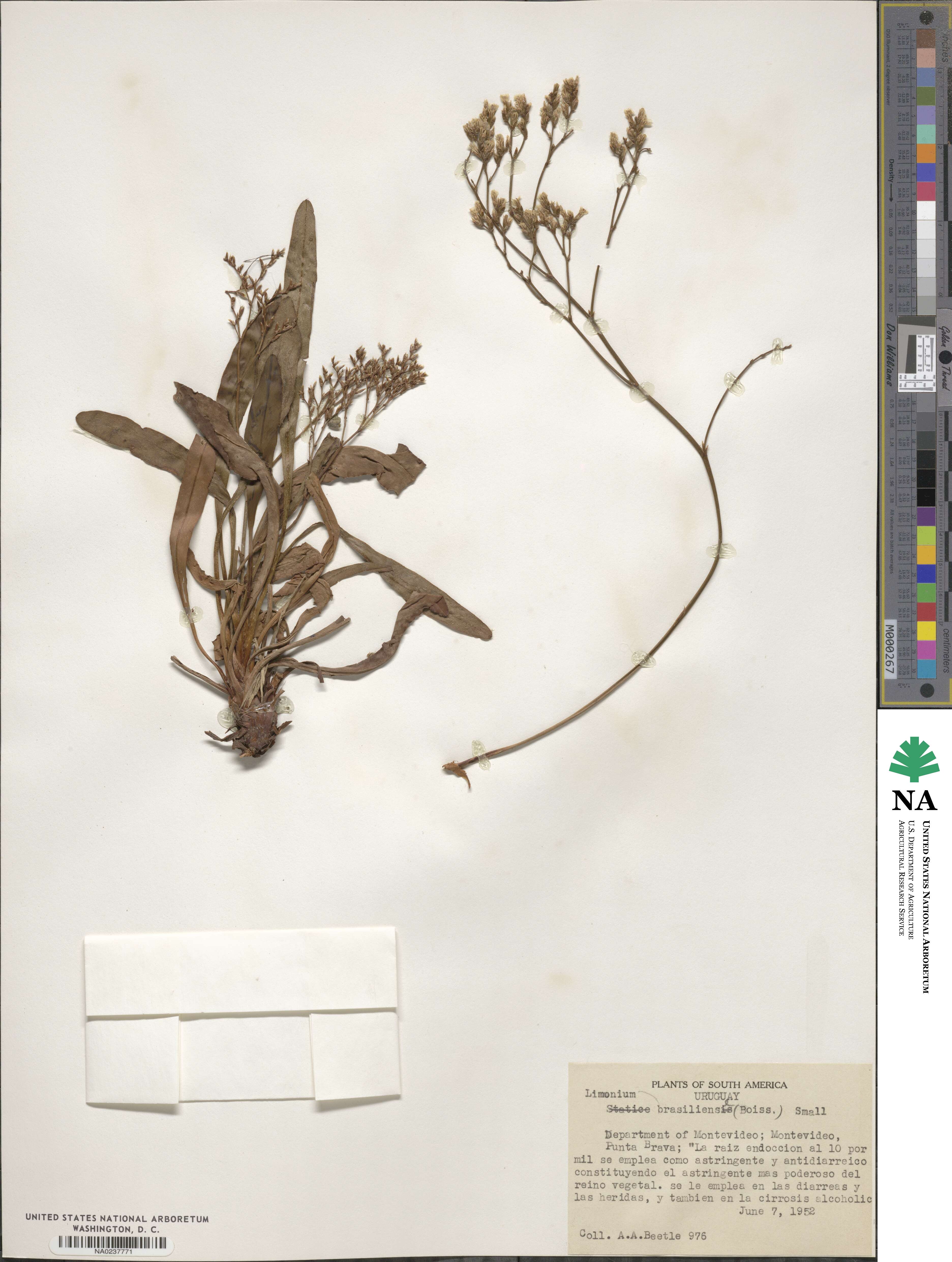 Limonium brasiliense image