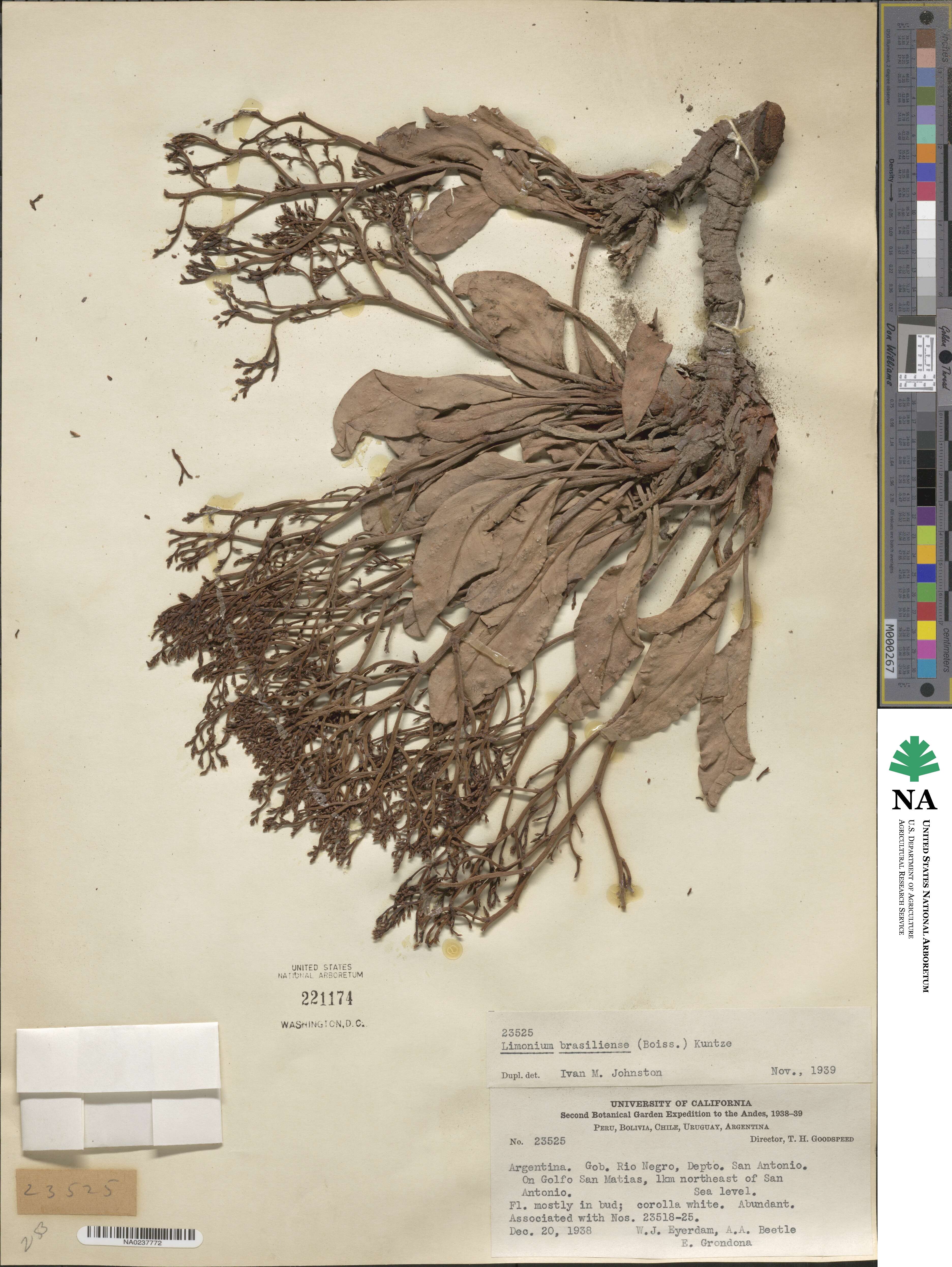 Limonium brasiliense image