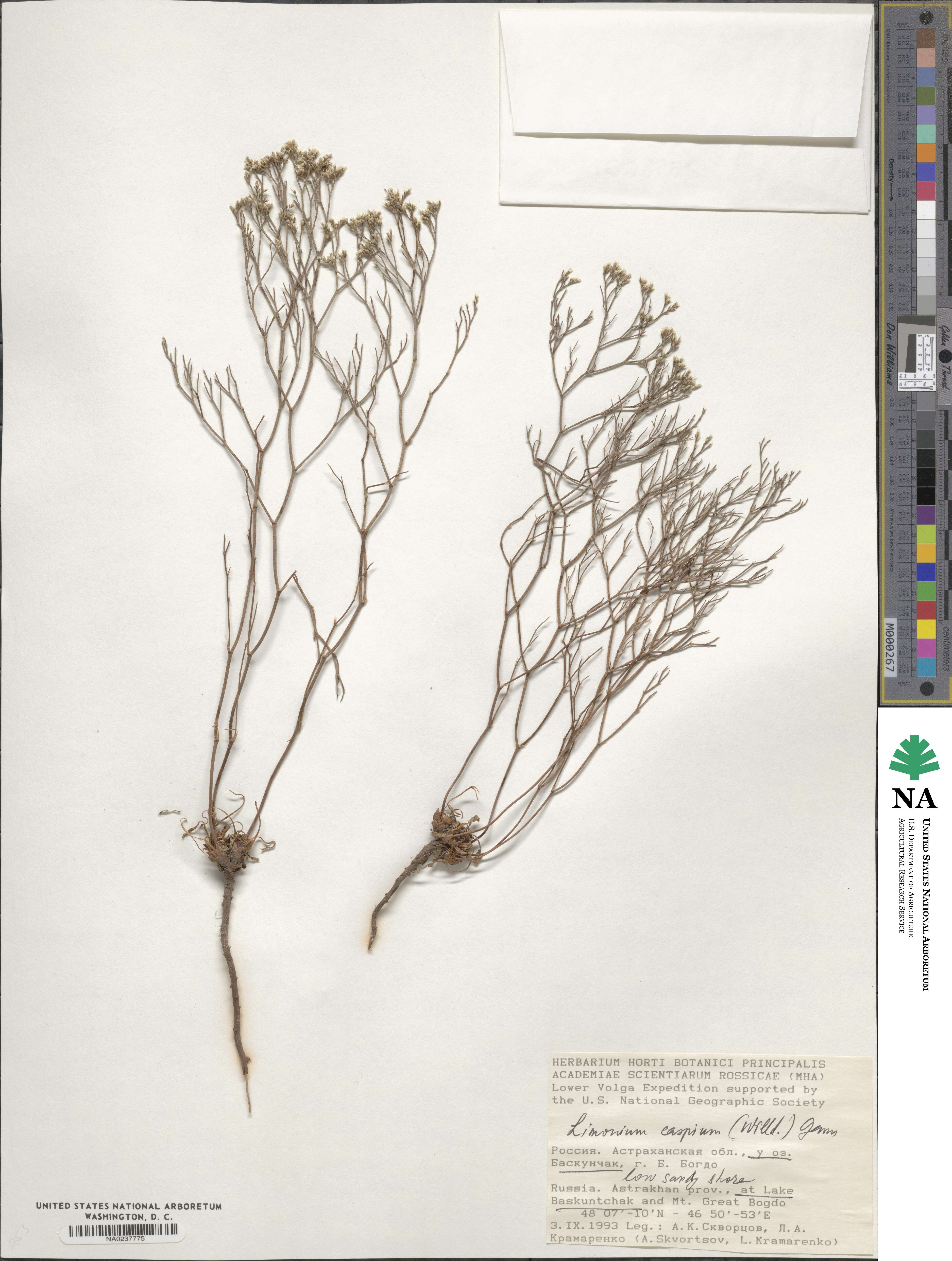 Limonium bellidifolium image