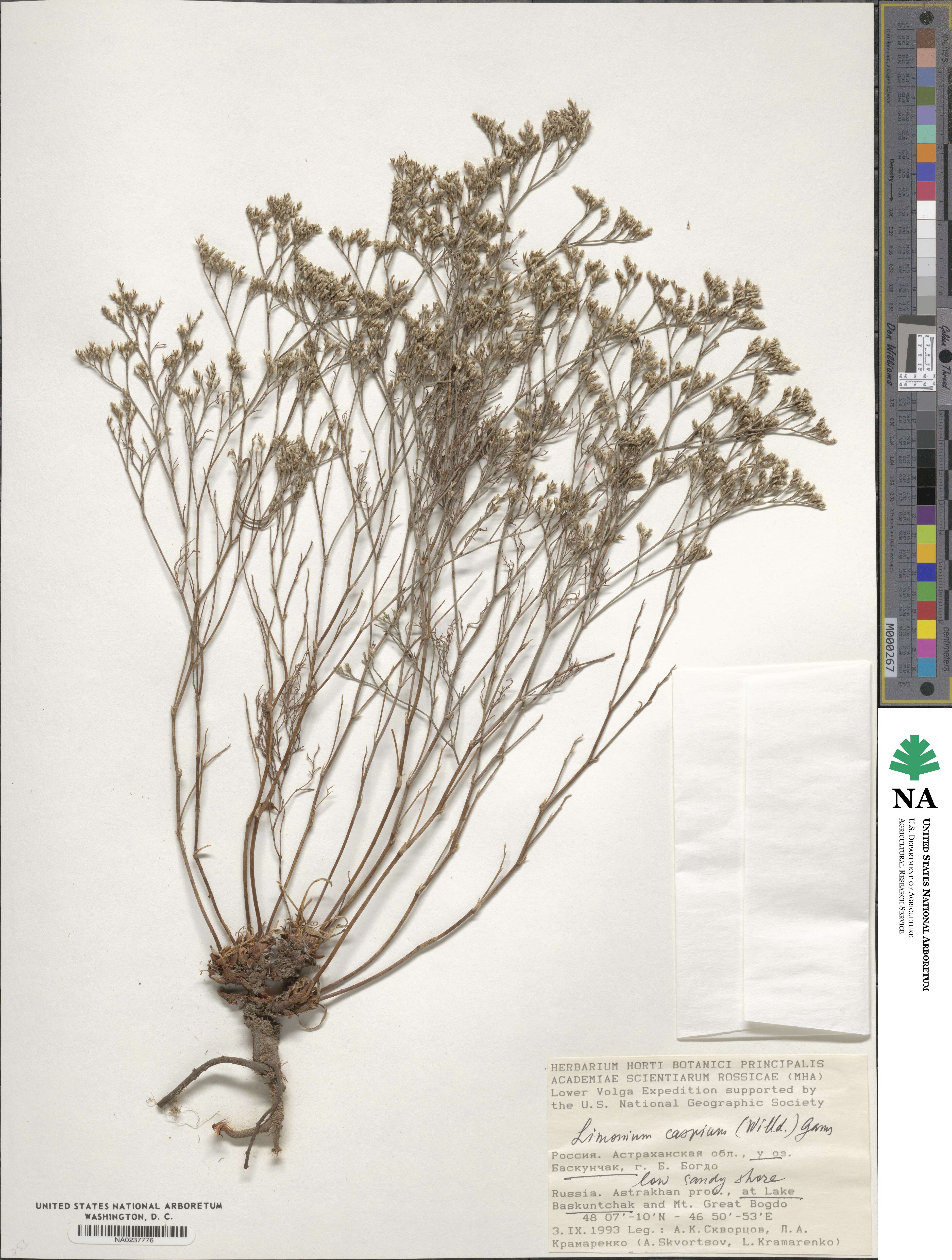 Limonium bellidifolium image