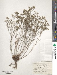 Limonium bellidifolium image