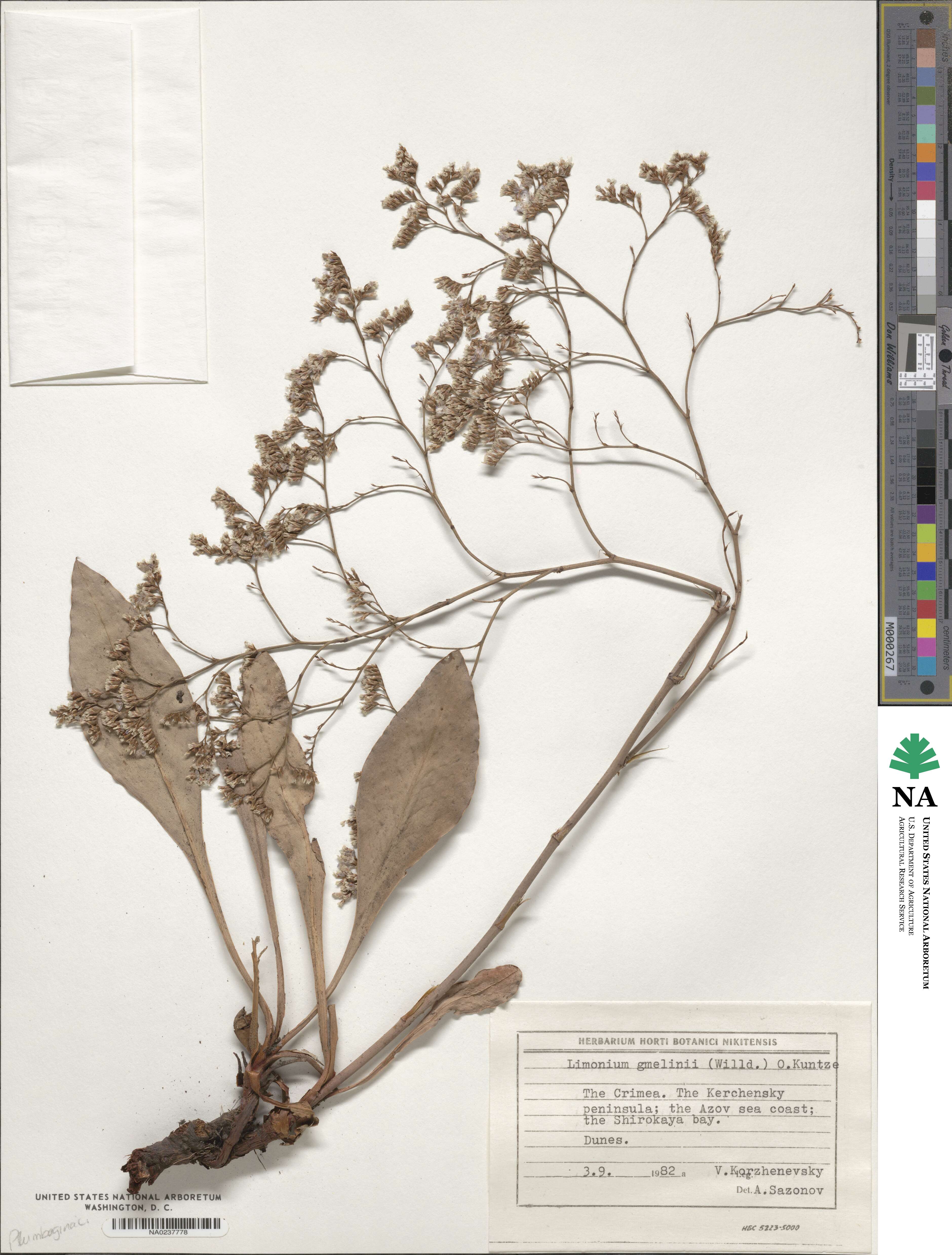 Limonium gmelinii image