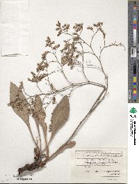 Limonium gmelinii image