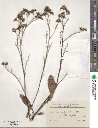 Limonium gmelinii image