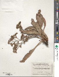 Limonium meyeri image