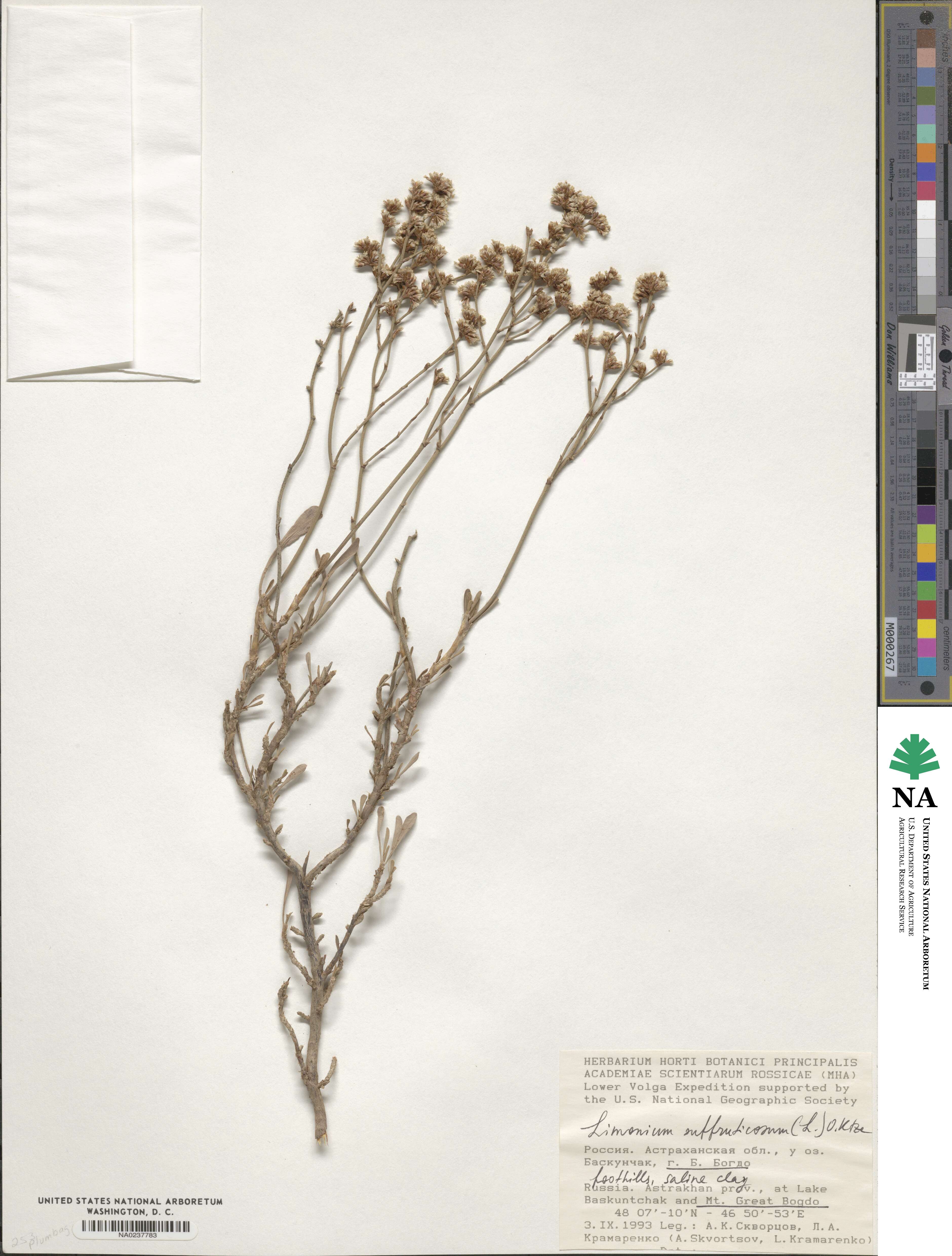 Limonium suffruticosum image